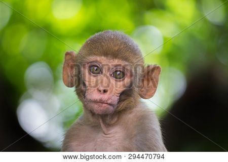 Portrait Of The Rhesus Macaque Monkey Sitting Under The Tree And Looking Into The Camera