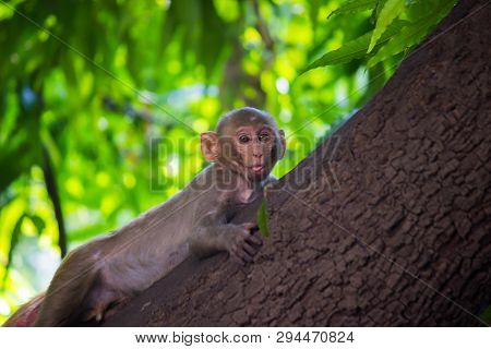 Portrait Of The Rhesus Macaque Monkey Sitting On The Tree ;with A Funny Face