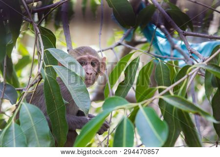 Portrait Of The Rhesus Macaque Monkey Sitting On The Tree