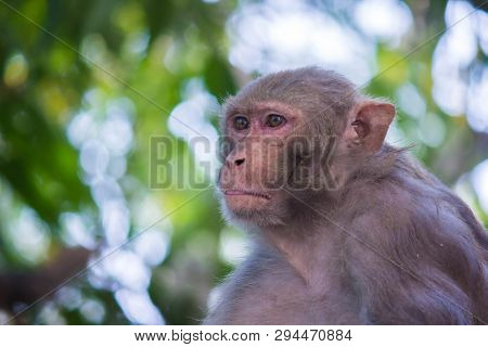 Portrait Of The Rhesus Macaque Monkey Sitting Under The Tree