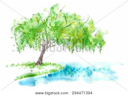 Weeping Willow On The Lake. Summer. Watercolor Hand Drawn Illustration.