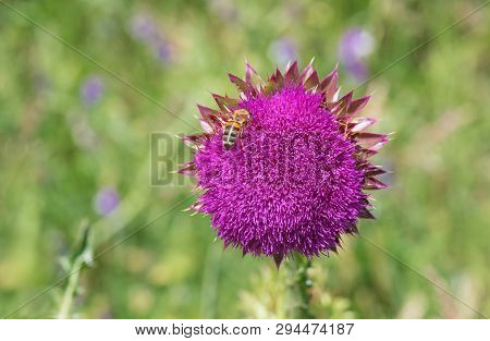 Lonely Thistles (cirsium) Having Bee Guest Gathering Nectar At Start Of Flowering Time