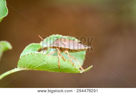 A Bug Or Beetle On A Plant