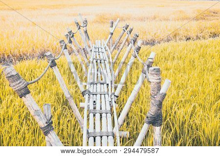Bamboo Bridge Is Vernacular Structure Use The Rope In Construction Filed Into The Green Rice  Field.
