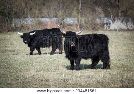 Scottish Highland Cattle In The Mountains - A  Black Scottish Highland Cattle With Large Horns.