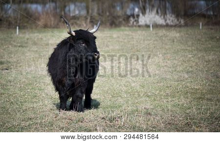 Scottish Highland Cattle In The Mountains - A  Black Scottish Highland Cattle With Large Horns