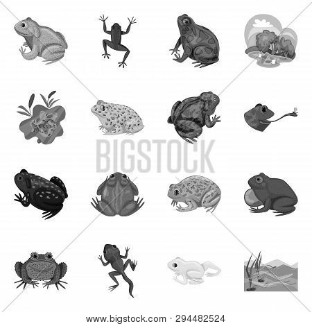 Vector Illustration Of Wild And Nature Logo. Collection Of Wild And Bog Stock Symbol For Web.