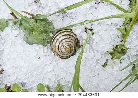 .snail On Hail In A Winter Scene. Green Plants Next To The Snail