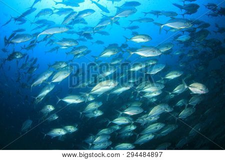 Bigeye Trevally Jack fish 