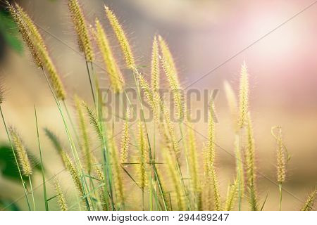 Pennisetum Pedicellatum Flower Grass Meadow In The Garden / Desho Grass