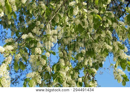 White Beautiful Blooming Bird Cherry In The Spring Sunny Day. Flowers Bird Cherry Tree. White Bird C