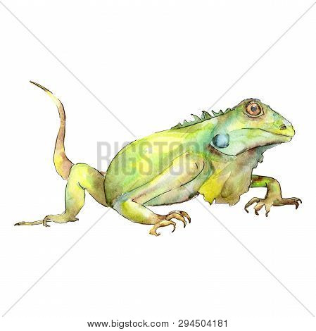 Exotic Animal Wild Animal In A Watercolor Style. Background Illustration Set. Isolated Reptilia Illu