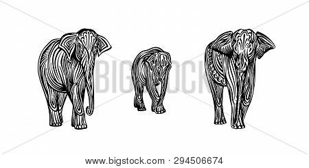 Hand Drawn Elephant Family Outline Sketch. Vector Black Ink Drawing Isolated On White Background. Gr
