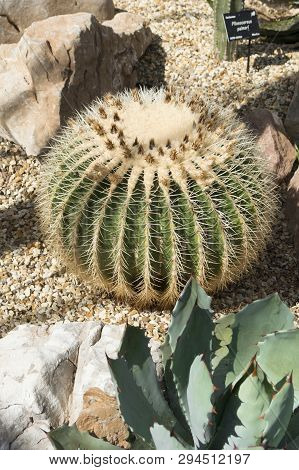 Ball Cactus Dyffryn Gardens On Gravel Bed With Pale Brown Rocks