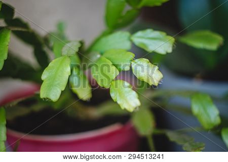 Zigokaktus, Rozhdestvennik Young Sprouts In A Pot, Close-up.