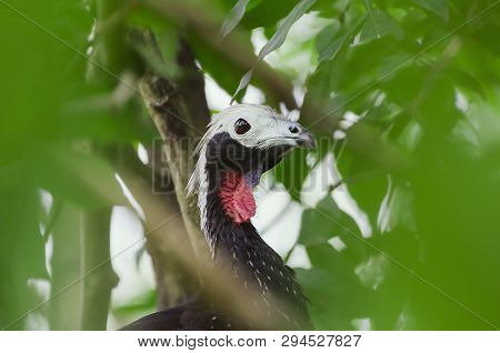 Close Up On A Red-throated Piping Guan Bird Between Leaves Of A Tree. Bird Also Known As Cujubi (jac