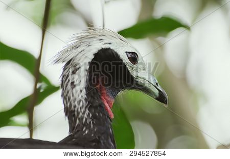 Close Up On A Red-throated Piping Guan Bird Between Leaves Of A Tree. Bird Also Known As Cujubi (jac