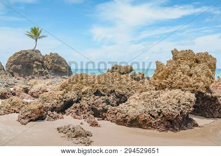 View Of Praia De Tambaba Beach, Costa Do Conde. Famous Beach By The Coconut Tree That Grew On Top Of