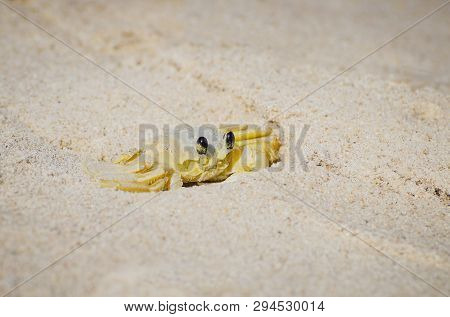 Atlantic Ghost Crab - Ocypode Quadrata On The Beach Sand. Also Known As Maria-farinha In Brazil, Whi