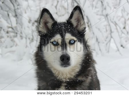 Cão nevado Siberian Husky