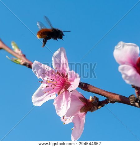 Closeup Of Peach Blossoms Against Blue Sky With Flying Bee (osmia) On A Sunny Day In Spring