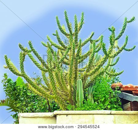 Graceful Cactus. A Cactus Is A Member Of The Plant Family Cactaceae,a Family Comprising About 127 Ge