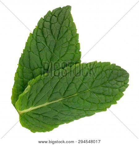 Fresh Raw Mint Leaves Isolated On White Background.