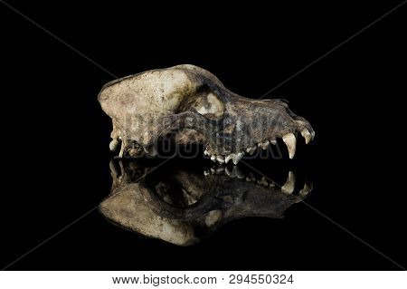 Dog Skull Side View Isolated Black Background With Mirror Reflection