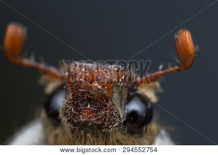 Summer Chafer Or European June Beetle, Amphimallon Solstitiale, Head Closeup