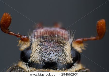 Summer Chafer Or European June Beetle, Amphimallon Solstitiale, Head Closeup