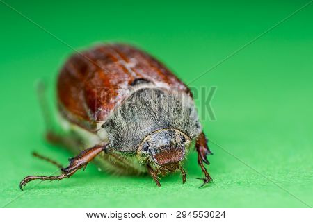 Summer Chafer Or European June Beetle, Amphimallon Solstitiale On Green Background