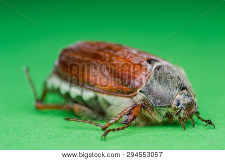 Summer Chafer Or European June Beetle, Amphimallon Solstitiale On Green Background