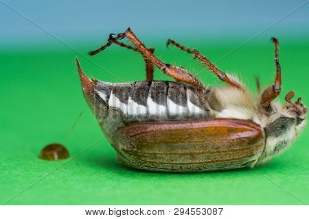 Summer Chafer Or European June Beetle, Amphimallon Solstitiale Pooping