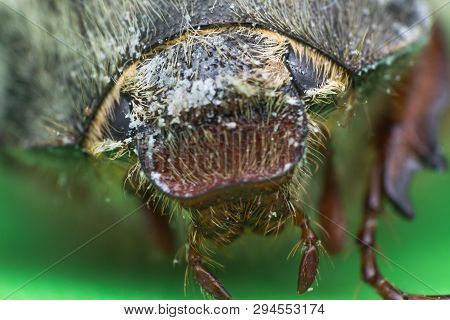 Summer Chafer Or European June Beetle, Amphimallon Solstitiale, Head Closeup