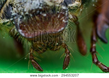 Summer Chafer Or European June Beetle, Amphimallon Solstitiale, Head Closeup
