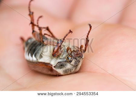 Summer Chafer Or European June Beetle, Amphimallon Solstitiale On The Skin Surface