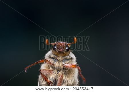 Summer Chafer Or European June Beetle, Amphimallon Solstitiale, Angry Bug