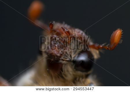 Summer Chafer Or European June Beetle, Amphimallon Solstitiale, Head Closeup