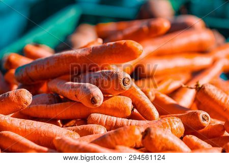 Rheydt, Germany - October 08, 2016: Fresh Carrots Are Piled Up In A Blue Plastic Crate For Sale