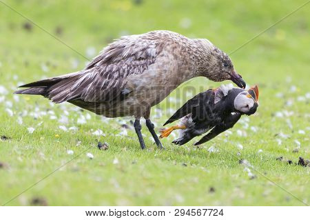 Great Skua Standing On A Green Grass Eating A Puffin It Killed