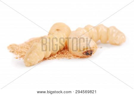 Larva Bark Beetle (scolytinae). Larva Of Bark Beetles Legless Isolated On White Background.