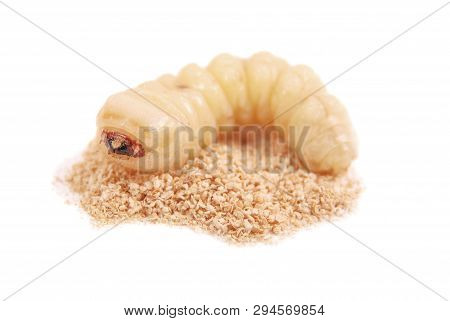 Larva Bark Beetle (scolytinae). Larva Of Bark Beetles Legless Isolated On White Background.