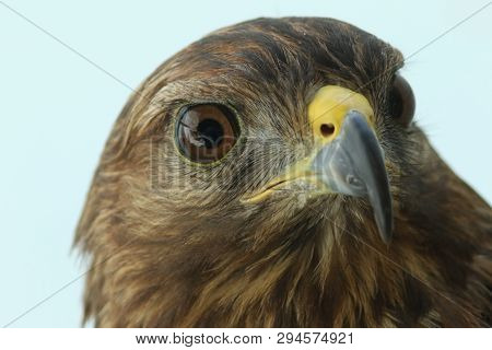 Amazing Peregrine Falcon Portrait In The Morning Light With Out Of Focus Background