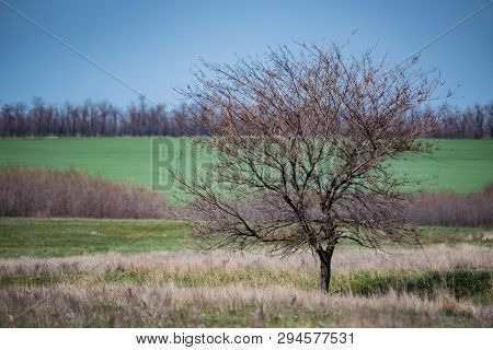 Lonely Bare Tree In Spring Steppe Beautiful Landscape