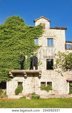 Old Ruined Building Overgrown With Green Ivy. Montenegro, Risan Town