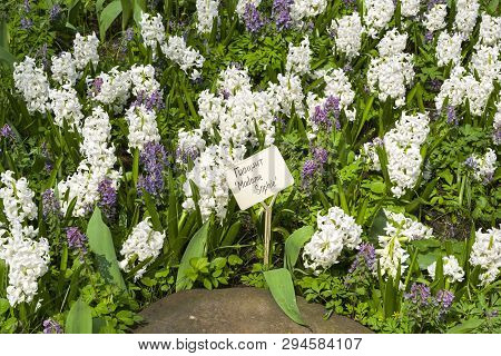 Hyacinth Of The Madame Sophie  Species On A Flowerbed. Translation Of The Word On Nameplate: 