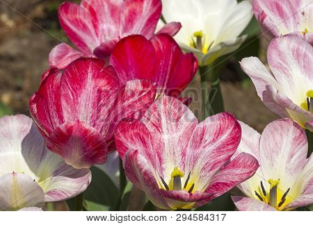 Tulipa Of The Fosteriana Hit Parade  Species On A Flowerbed.