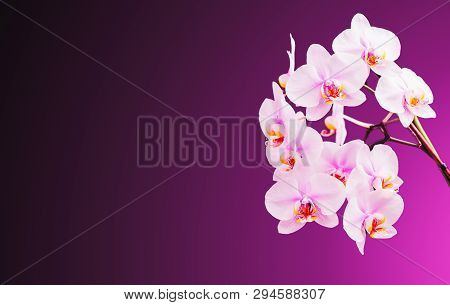 Beautiful Orchid Flowers On Right. Violet Background With Copy Space On Left. White, Purple, Violet 