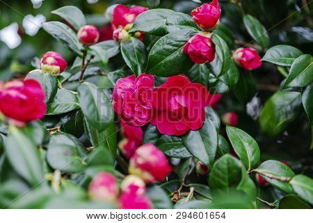 Pink Blooming Camellia Flowers And Buds In France