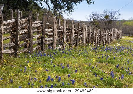Flowers In Hill Country On Willow City Loop Road, Texas